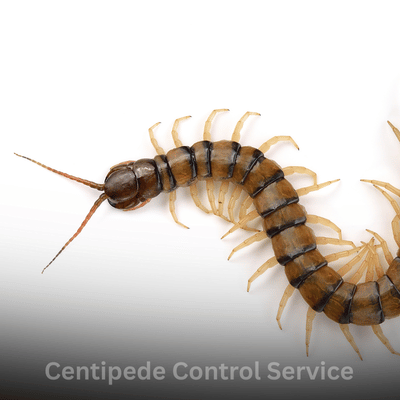 Centipede Control Service